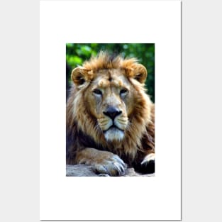 Asiatic Lion Panthera Leo Persica Big Cat Male Posters and Art